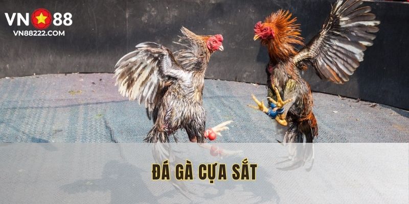 da-ga-cua-sat-anh-bia